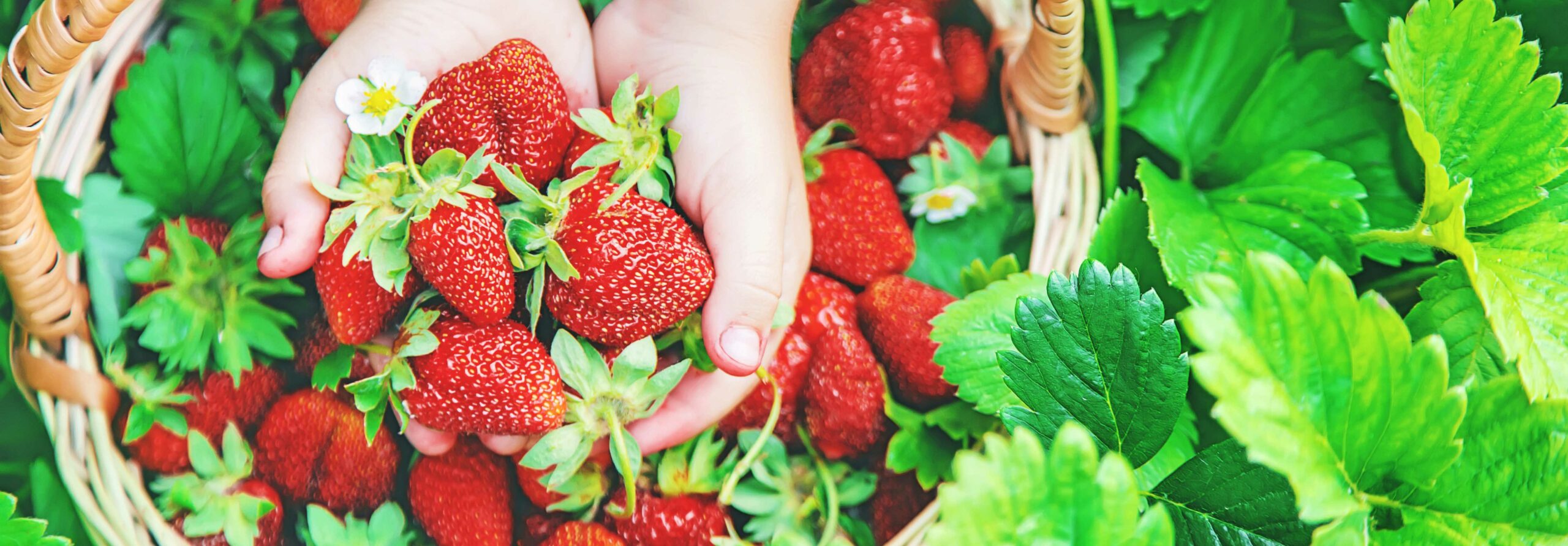 Missouri Berries Berry Crawl - U-Pick Farms Near Me